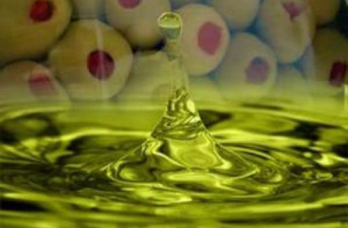 Производство оливкового масла в Албании увеличилось на 49% 