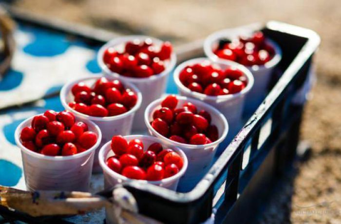 Сельхозпродукция из Албании будет сертифицирована в системе Global GAP